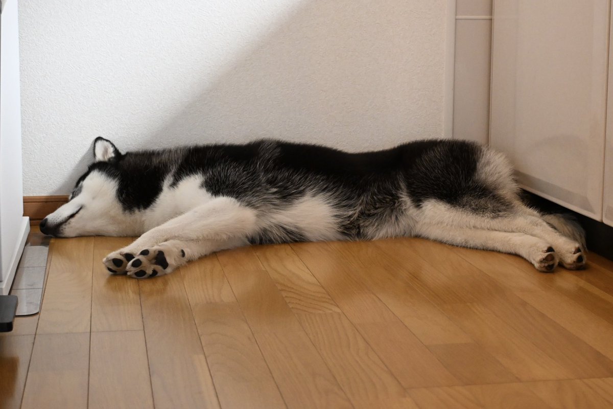 samosky_L's tweet photo. 家の中で1番涼しいのはここみたいですね。
ケージから出してもいつもここで寝てる☺️
#サモスキー　#サモエド　#ハスキー https://t.co/uJG8Gkfu8Q