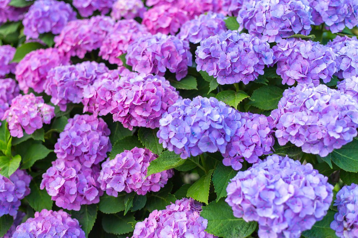 MARINA270415's tweet photo. 梅雨の時期のお花の代表と言えば紫陽花☔️

紫陽花の花の色は、土壌のpHとアルミニウムイオンの吸収によって変わってきます😌

酸性の土壌だと青い花、アルカリ性の土壌だも赤やピンクの花💐

皆さんの身近に���る紫陽花は何色ですか？☺️

#紫陽花 #花言葉は辛抱強さ https://t.co/oM9vkGLc05