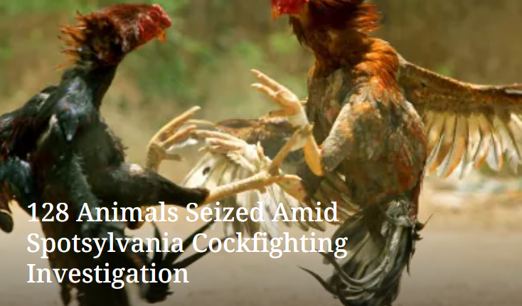 WatchfulEye_VA's tweet photo. Spotsylvania County Sheriff's Office announced there's a cockfighting investigation underway.
https://t.co/ypysiKyiz1 https://t.co/SvUx0gMJE3
