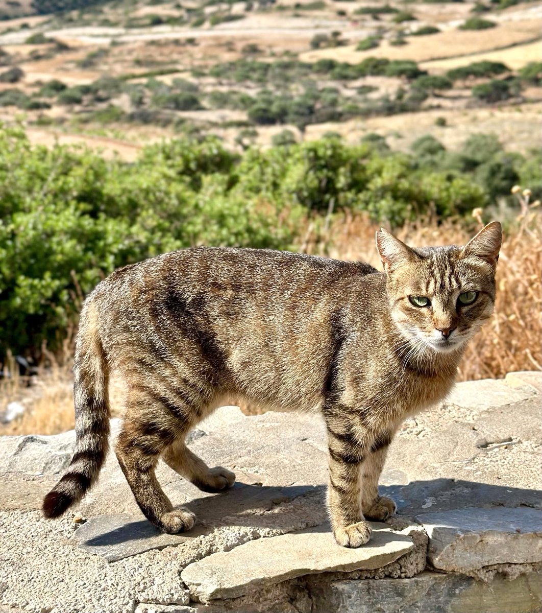 CatsofIraklia's tweet photo. More on Miracle, a spayed female who is now eight years old and lives happily in the hilltop village cat colony on this tiny Greek island where we care for the Aegean #Cats
You can help the #cats by donating now to fund vital veterinary care &amp; food. Purr! 
https://t.co/eBupPyhtpP https://t.co/nw84v7qDBz