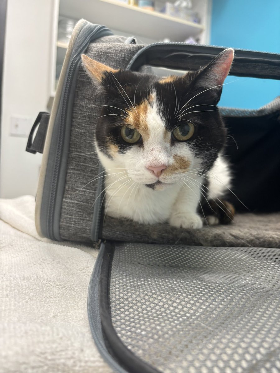 spiderhouser's tweet photo. took this beautiful lady to the vet today and she is healthy! this app is evil so she will help i think https://t.co/AnFQaAHfg4