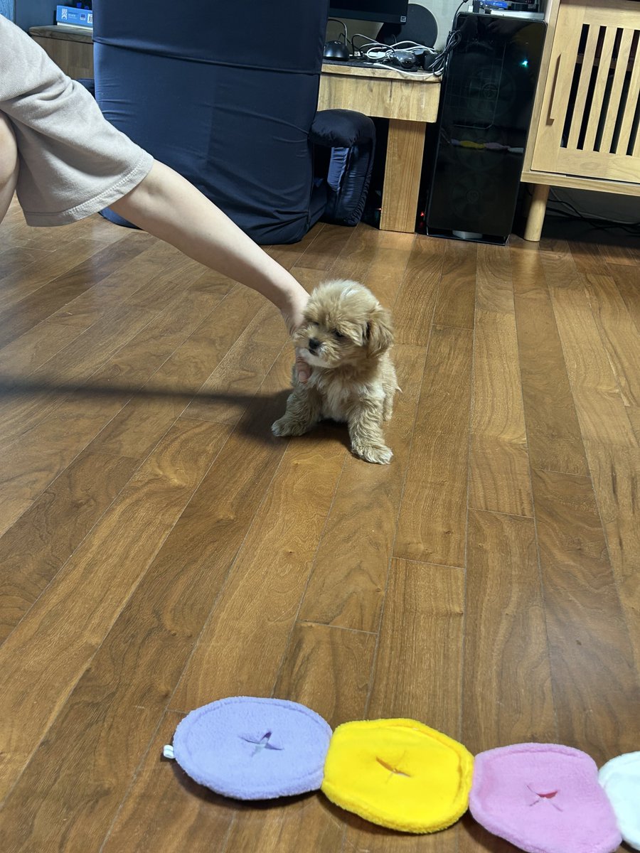 Gamja__22's tweet photo. 참을성 없는 감자 https://t.co/1N3IJhTOvF
