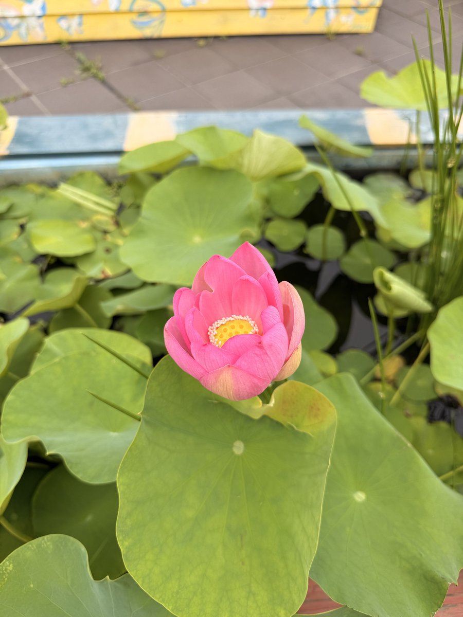 rekishiru_tk's tweet photo. おはようございます！
古代ハスがついに✨️
さらに他の池でも蕾を確認しています☺️ https://t.co/MYdeCC0GN5
