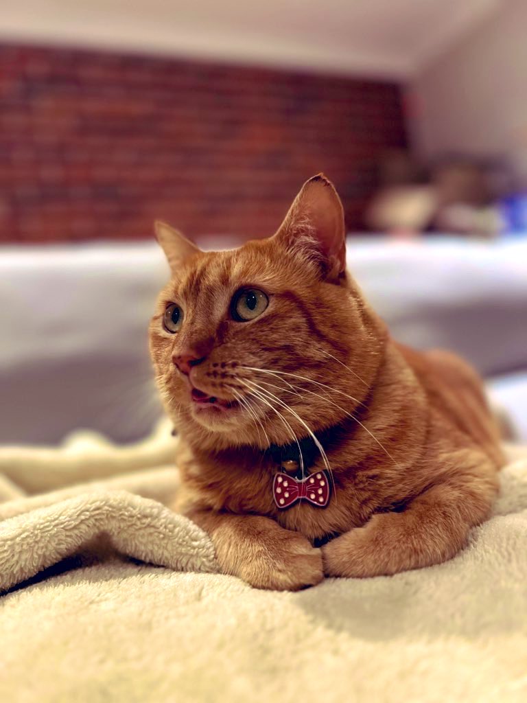 Rexdinasaur's tweet photo. @Kate3015 @AslanTheCat44 A Ginger Ninja 🥷 Happy Birthday cherished one.
This is our Ginger Ninja Jonesy. https://t.co/uVS4udz8O3