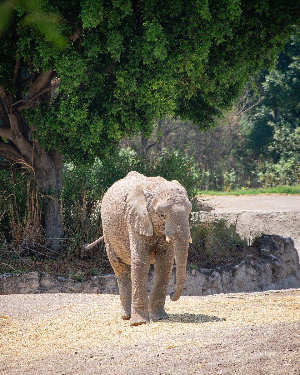 AfricamSafari's tweet photo. 🐘💚 Imposible no quedarse admirando a los elefantes. Su inteligencia, curiosidad y personalidad hacen que cada momento con ellos sea especial. https://t.co/kn7YEMspgL