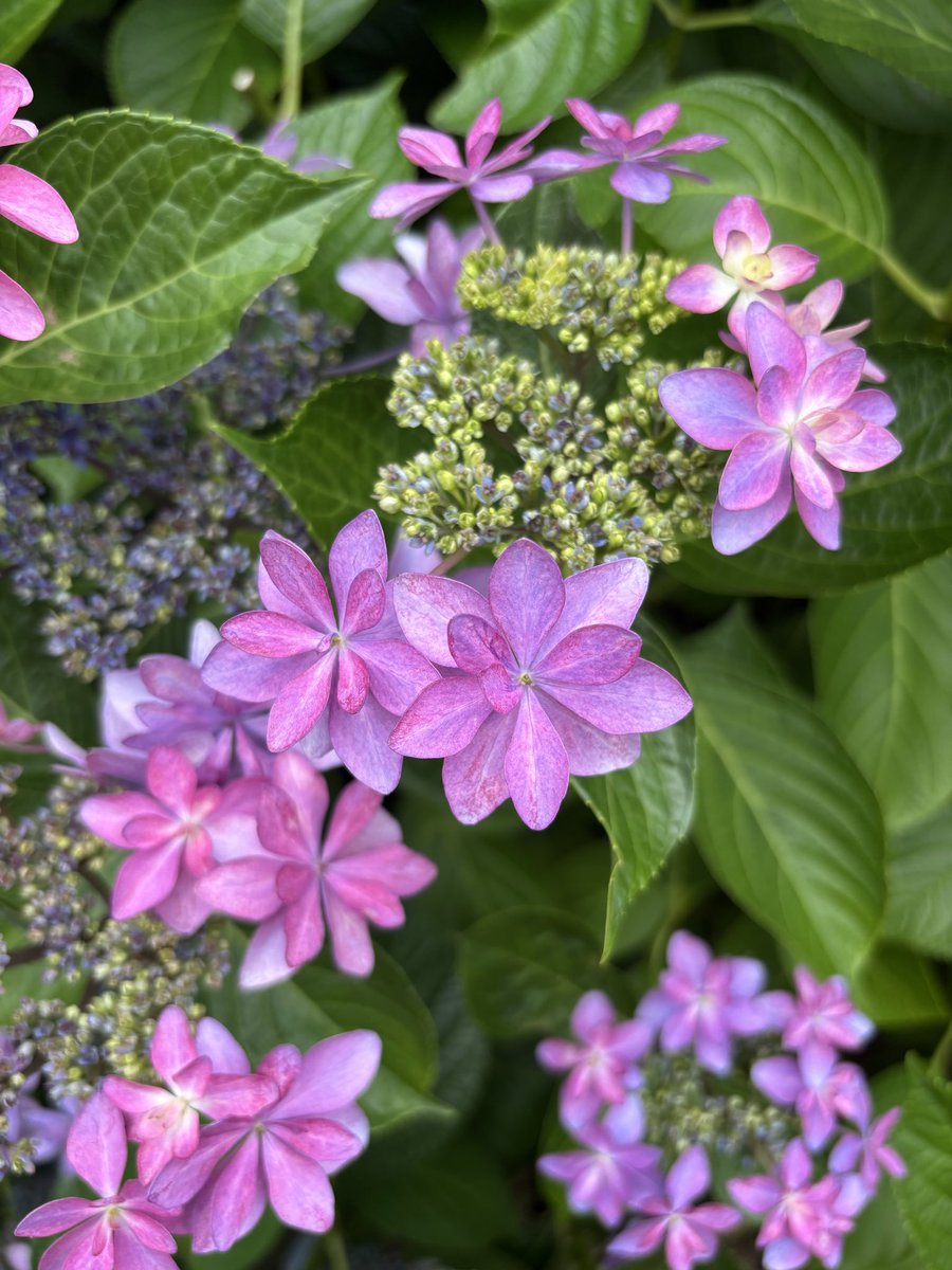 今朝の散歩〜☁️ 昨日の台風を耐えた紫陽花ちゃんたち。かわいい^ ^