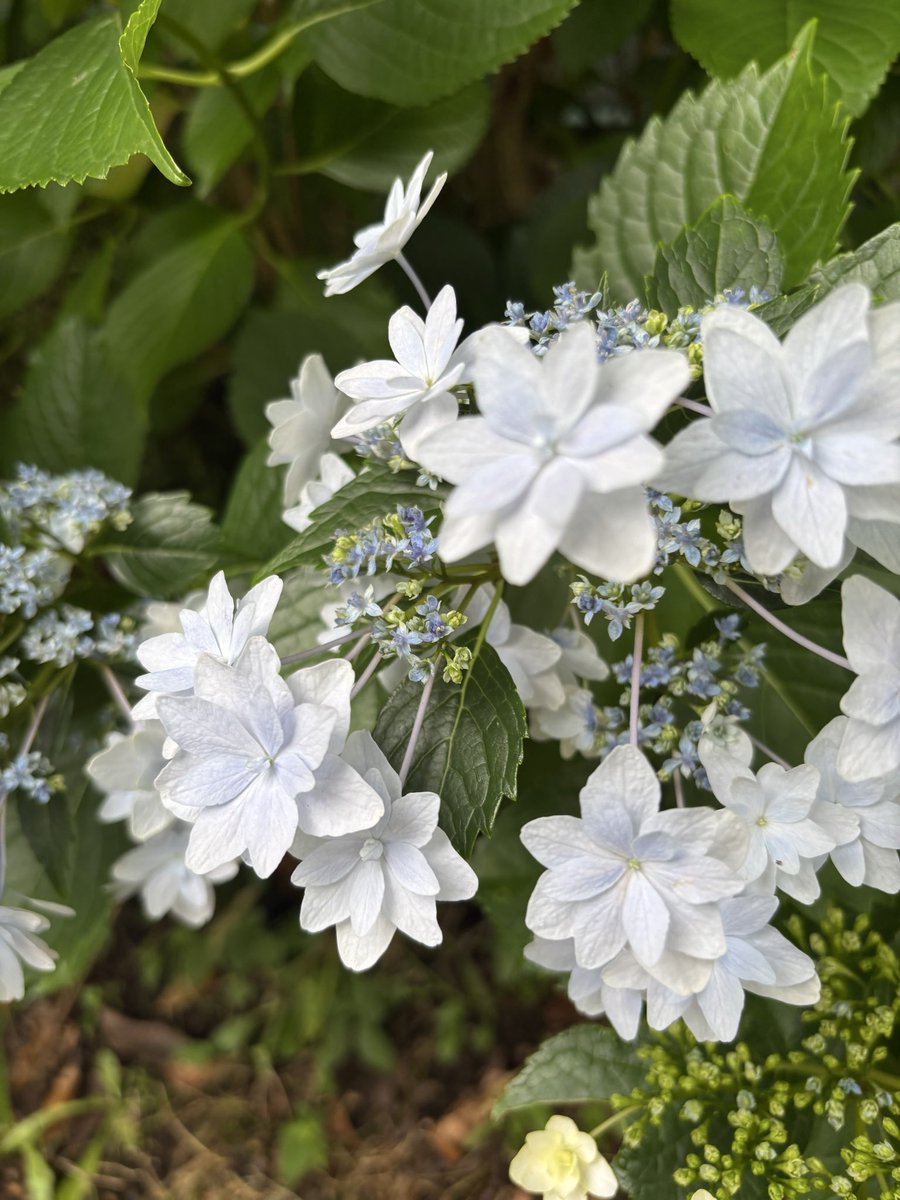 今朝の散歩〜☁️ 昨日の台風を耐えた紫陽花ちゃんたち。かわいい^ ^