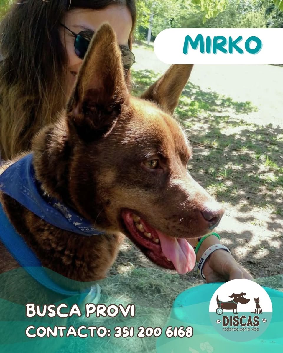 DiscasCba's tweet photo. 📷 MIRKO BUSCA HOGAR 📷
Mirko está buscando una familia definitiva o un hogar provisorio solidario estable 📷
Tiene entre 5 y 6 años, es de tamaño mediano, está vacunado, desparasitado y castrado.

SIGUE👇👇👇 https://t.co/ZogRSbnim9