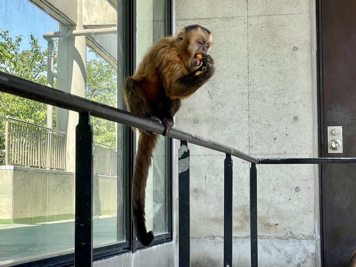 神戸市立王子動物園（公式） tweet media