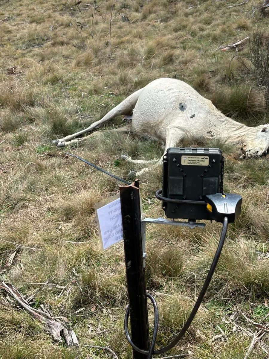 ozgal1965's tweet photo. Brumbies …😭😡🤬😭😩

You can’t hate governments enough https://t.co/ZM1zRCLFu0