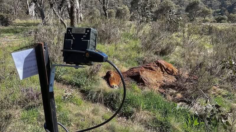 ozgal1965's tweet photo. Brumbies …😭😡🤬😭😩

You can’t hate governments enough https://t.co/ZM1zRCLFu0
