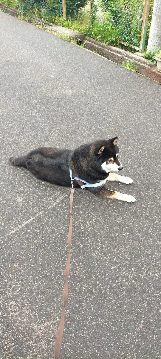 mamemamemakmaki's tweet photo. 雨が降ってきたからこれはいいイヌ拓がとれるぞ…とワクワクしていたら https://t.co/Ew9aiG5Uio