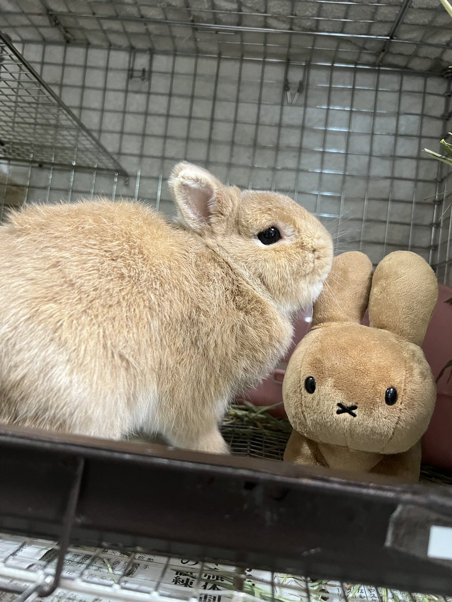 グッモーニンっぴ！ 🐰ぼくと相棒からのあいさつだっぴ #うさぎ