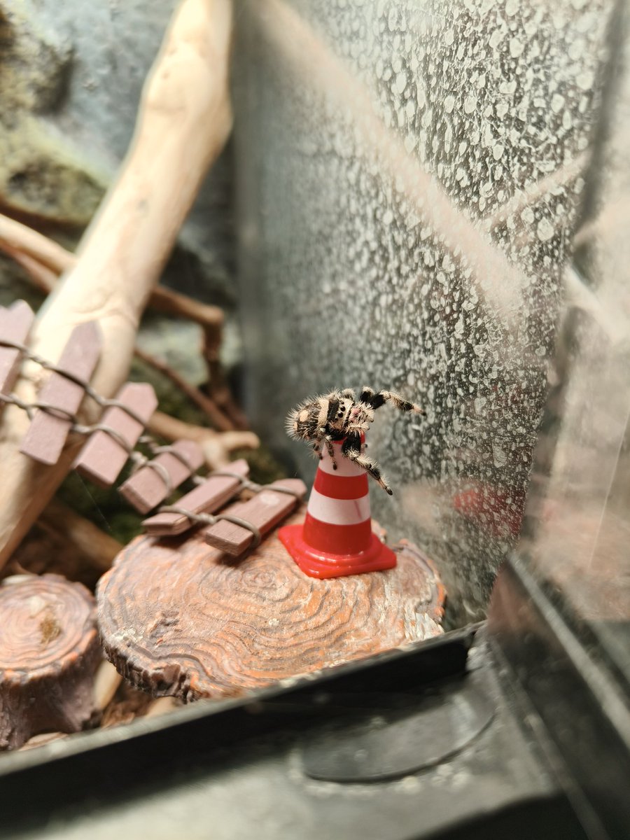 SkinnyTortoise's tweet photo. А я одну заводила 🥺 https://t.co/H5qh9wQIdO