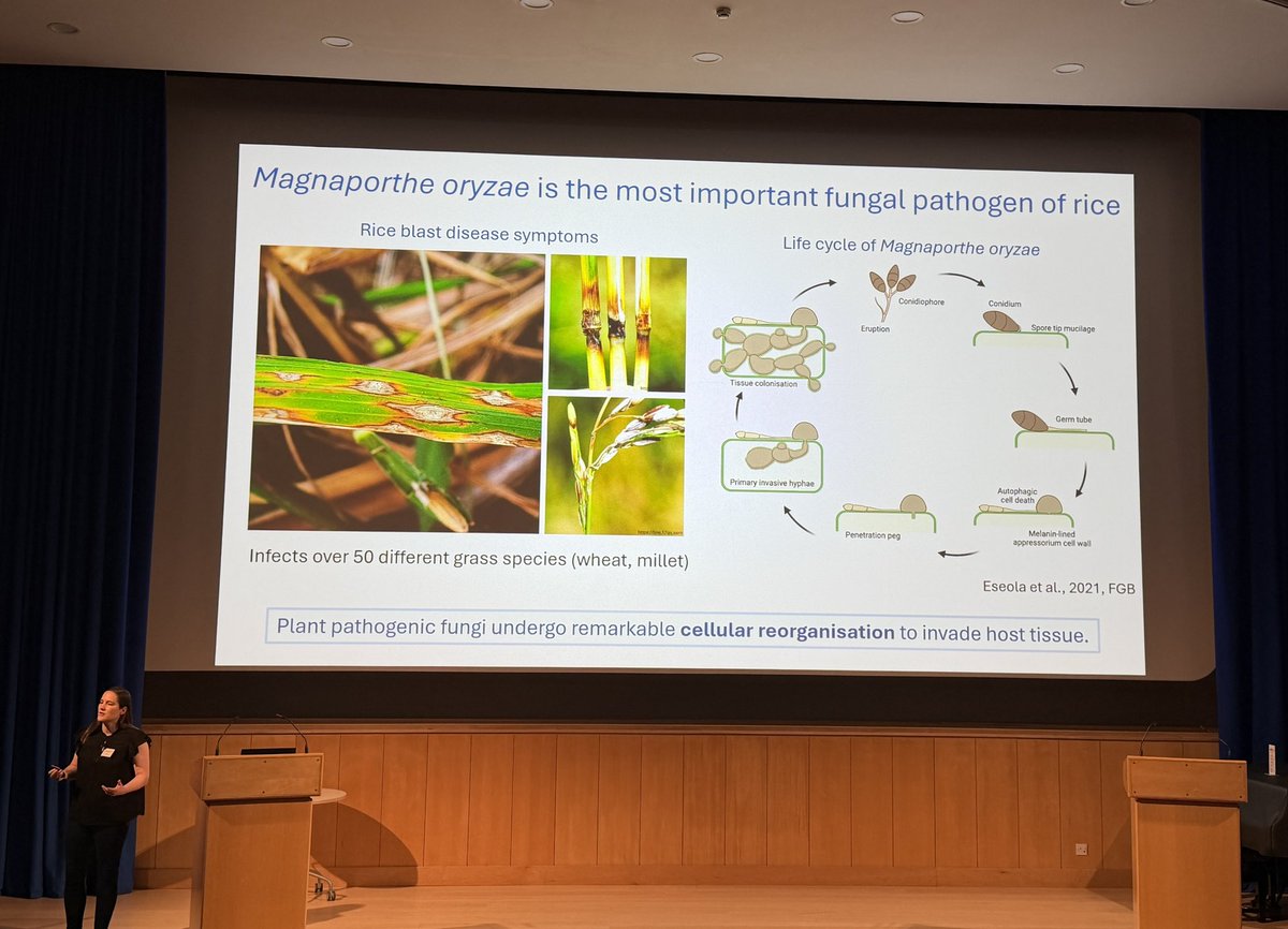 YiliangDing's tweet photo. Super great talks given by Ji Zhou, Tatsuya Nobori @nobolly , Iris Elsermann @iris_eisermann and Baojun Yang #CEPAMS2026 @JohnInnesCentre @TheSainsburyLab @CepamsGenius https://t.co/2y3zprK5bJ