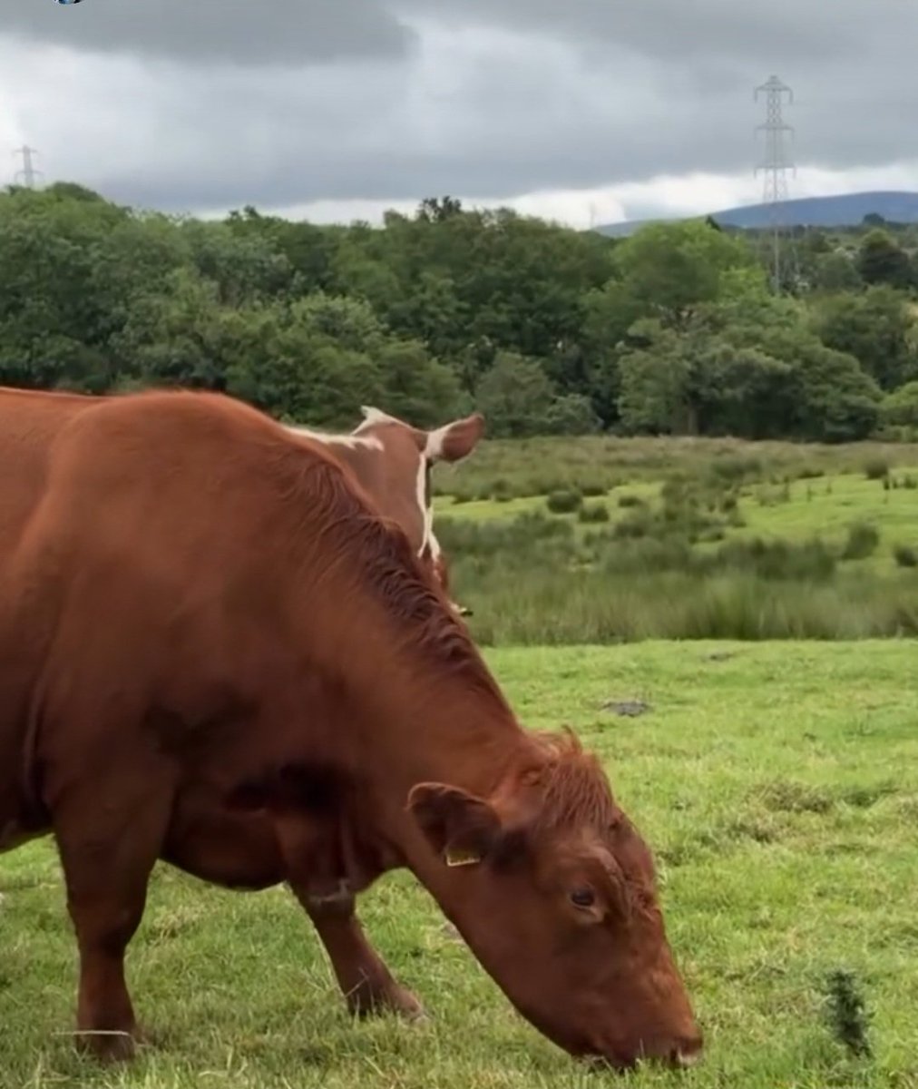 Raps_77's tweet photo. Passing a farm so took some pictures of these cows🤣🤣🤣🤣🤣 https://t.co/nw5sU3YVJj
