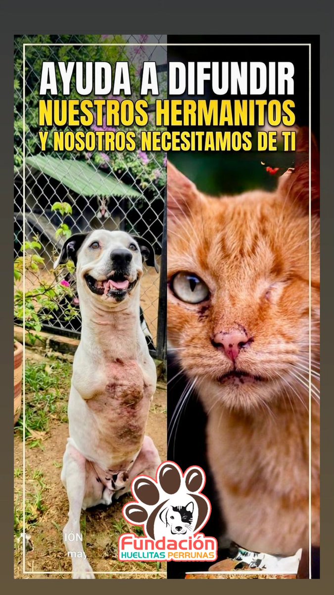 FUNDACIÓN HUELLITAS PERRUNAS tweet media