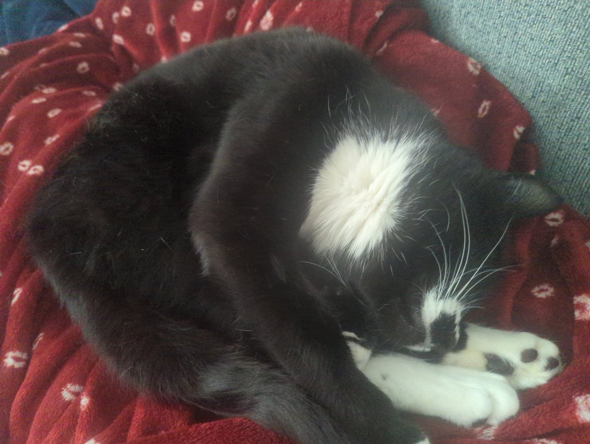 ViruVTuber's tweet photo. @CottontailVA Cute ass cat but can yours do this https://t.co/7RqfVOMCiL