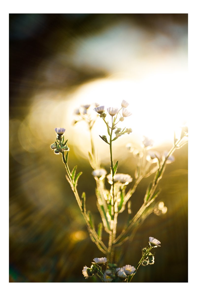 ilipics's tweet photo. 約70年前のNikonレンズで花撮ったら描写凄すぎて声出た https://t.co/KQDfHIUo4f