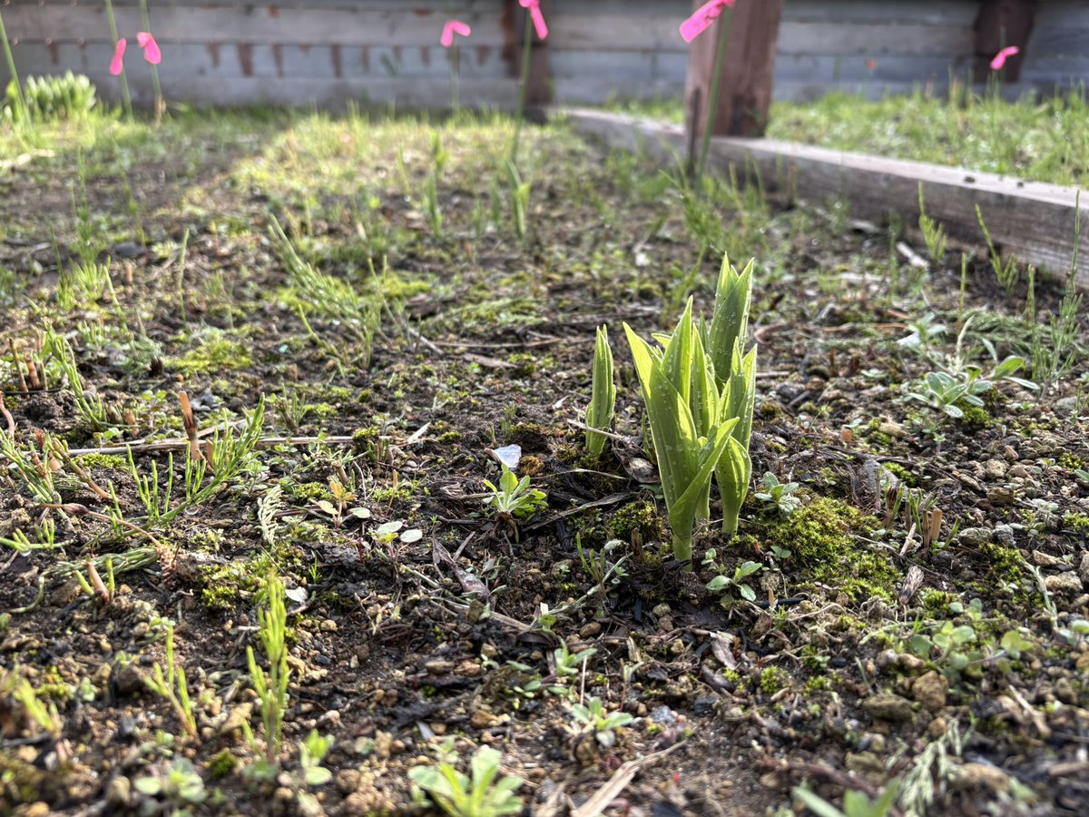 rebunvoice8's tweet photo. 高山植物園で働く協力隊員です😊昨日、4月まで雪を入れてレブンアツモリソウの開花を遅らせているエリアを開けました！まだ小さいですがぷっくりと花芽が上がっていることがわかります。咲くまでの変化も楽しみです🎶

そしてウスユキソウが早くも開花してきています！ぜひご来園ください✨ https://t.co/fJGK2QjAQm