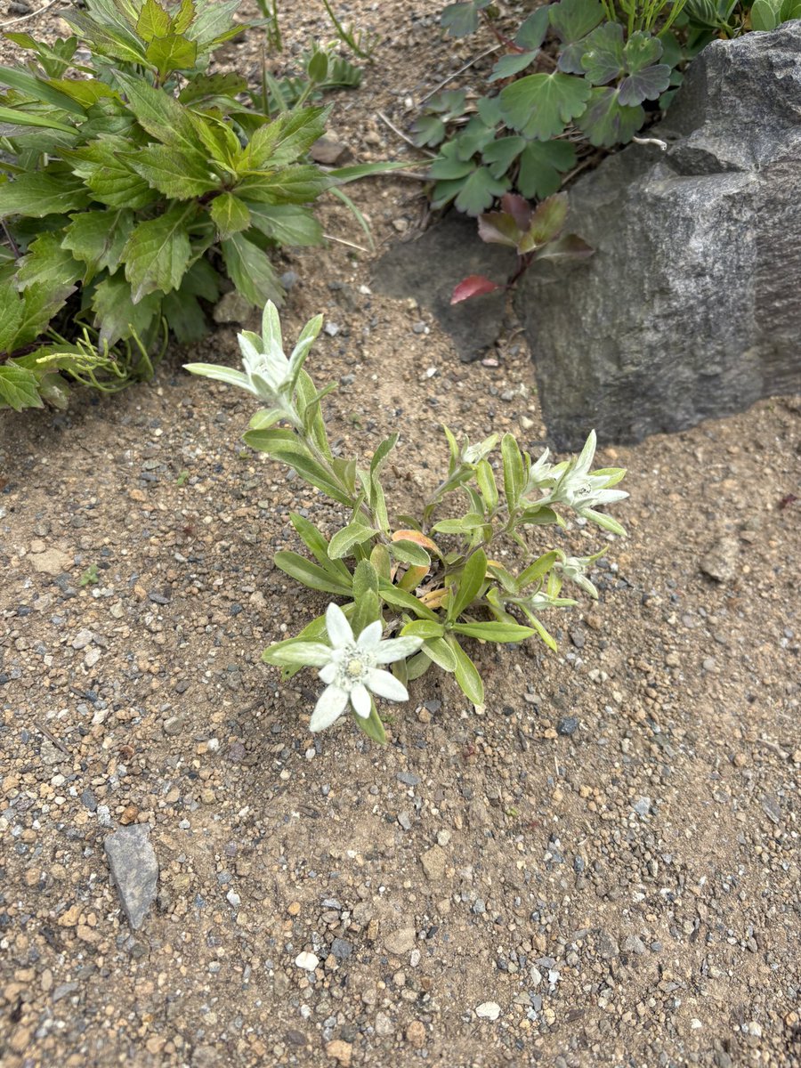 rebunvoice8's tweet photo. 高山植物園で働く協力隊員です😊昨日、4月まで雪を入れてレブンアツモリソウの開花を遅らせているエリアを開けました！まだ小さいですがぷっくりと花芽が上がっていることがわかります。咲くまでの変化も楽しみです🎶

そしてウスユキソウが早くも開花してきています！ぜひご来園ください✨ https://t.co/fJGK2QjAQm