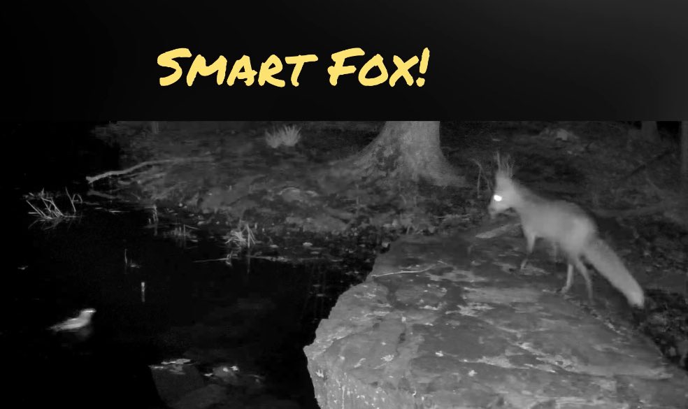 UpstateNYWild's tweet photo. Fox (almost) catches quail 🦊🐦😱 #wildlife
https://t.co/HkobWqulgj https://t.co/RjX1Prnq2H