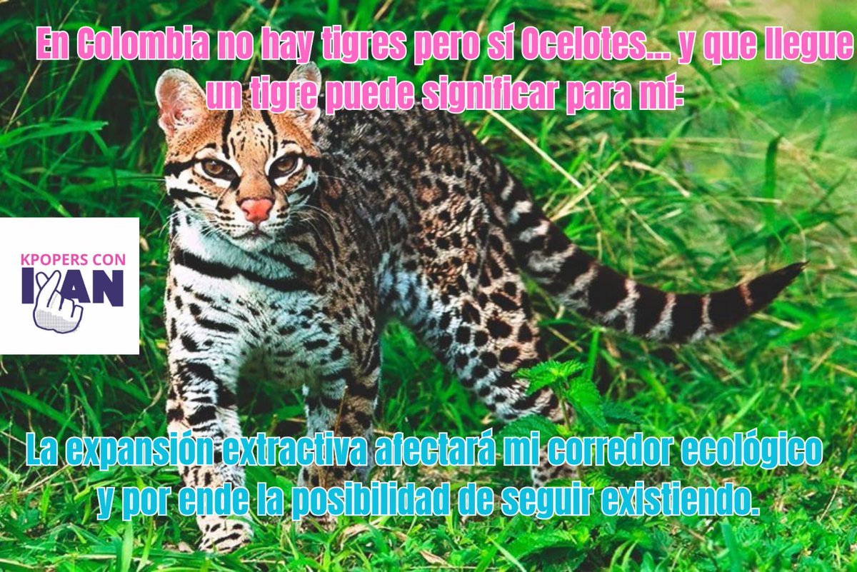 Ita_Janayari's tweet photo. A ese personaje que quiere llegar el poder no le importa nadie más que los de su especie (calaña).

 #thetiger 

#AnimalistasPorLaVida
 #EducateSobreCepeda 
#DíaTresPensandoConDignidad
#FirmesPorLaPatria pero por Cepeda https://t.co/kdRlr1XkeJ