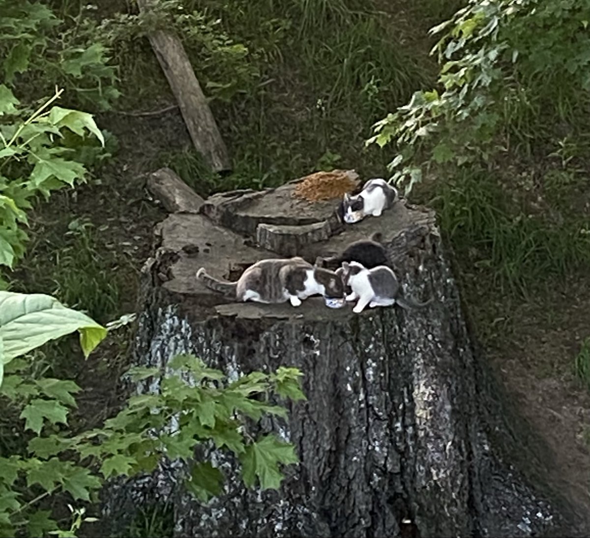 TheyCall_Me_Doc's tweet photo. Shithead moved her whole family in. 
I’m gonna need a bigger live trap. https://t.co/PGFnidIbh3