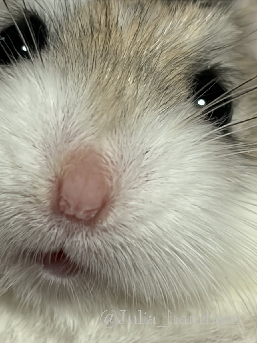 Julia_hamham's tweet photo. 大好評を頂いたこちらの2枚に、ウォーターマークを付けたので、保存したいよって方いたらどうぞ(*ˊ˘ˋ*)｡♪:*° https://t.co/2aOI7ijm9R