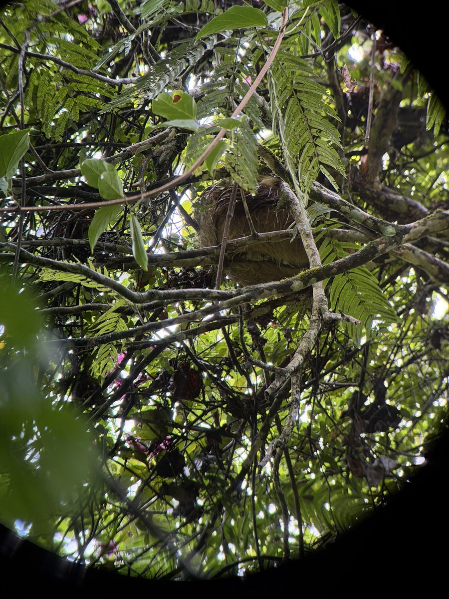 itsArtyA's tweet photo. In Costa Rica for a week,did the sloth tour today. Unfortunately it was raining so we didn’t get to see a lot of actions but here are a few shots I got with my phone. Ofcourse he looked up when I stopped recording. 
#costarica #rainforest #sloths #slothterritory #iphone17promax https://t.co/XUzuGMVWrZ