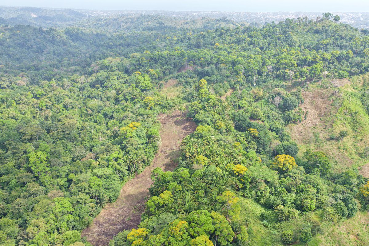 FFAAHN's tweet photo. #ProtecciónAmbiental || En el marco de las acciones permanentes para la conservación de los recursos naturales, las #FFAA a través del Segundo Batallón de Protección Ambiental, en coordinación con el Instituto de Conservación Forestal ICF #ICF, realizó un patrullaje de inspección en el sector de Tierra Fría, La Ceiba, Atlántida.

Durante la operación se identificaron indicios de degradación ambiental y cambio de uso de suelo, situaciones que afectan los ecosistemas y los recursos forestales de la zona. Las autoridades competentes continuarán con las investigaciones y acciones correspondientes para garantizar la protección del patrimonio natural del país.

#FuerzasArmadasHN