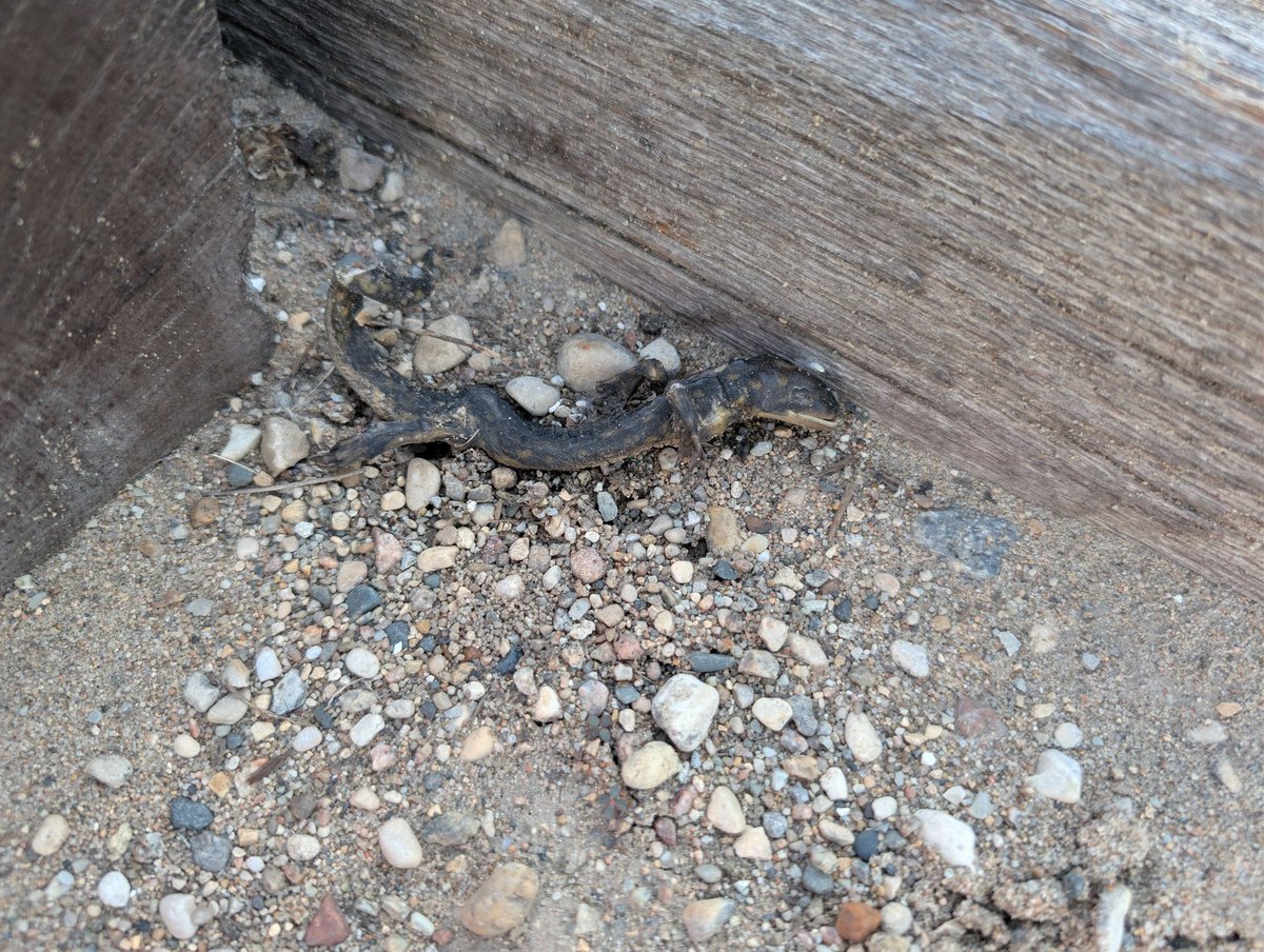 Animalsin2's tweet photo. @bloopac Found a cute lizard just napping too! https://t.co/YVhCAgm5J8