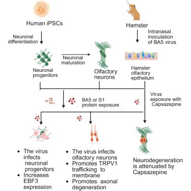 evelio_prieto's tweet photo. Más daño neuronal Sars2
😳Para cuando te digan que la anosmia es cosa de rinitis
🟡🔴🟡SARS2 INFECTA LAS NEURONAS OLFATIVAS Y LAS CÉLULAS MADRE E INDUCE DEGENERACIÓN AXONAL
🧵1⃣🇨🇳Artículo de 6 investigadores de la Univ de Hong Kong
https://t.co/u14SENvhaf https://t.co/Aq1YcnJ0Y1
