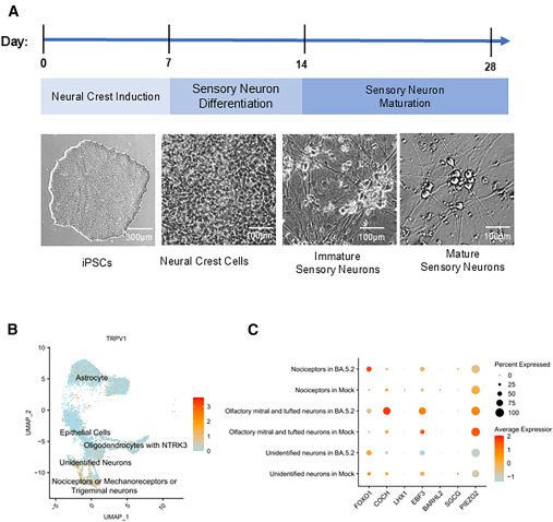 evelio_prieto's tweet photo. Más daño neuronal Sars2
😳Para cuando te digan que la anosmia es cosa de rinitis
🟡🔴🟡SARS2 INFECTA LAS NEURONAS OLFATIVAS Y LAS CÉLULAS MADRE E INDUCE DEGENERACIÓN AXONAL
🧵1⃣🇨🇳Artículo de 6 investigadores de la Univ de Hong Kong
https://t.co/u14SENvhaf https://t.co/Aq1YcnJ0Y1
