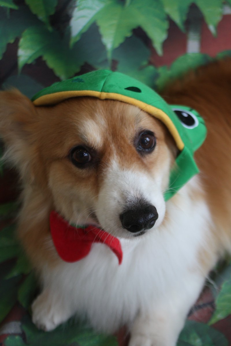 kaito_ango's tweet photo. It is International corgi day on 4th June. https://t.co/aSvlXu77PB