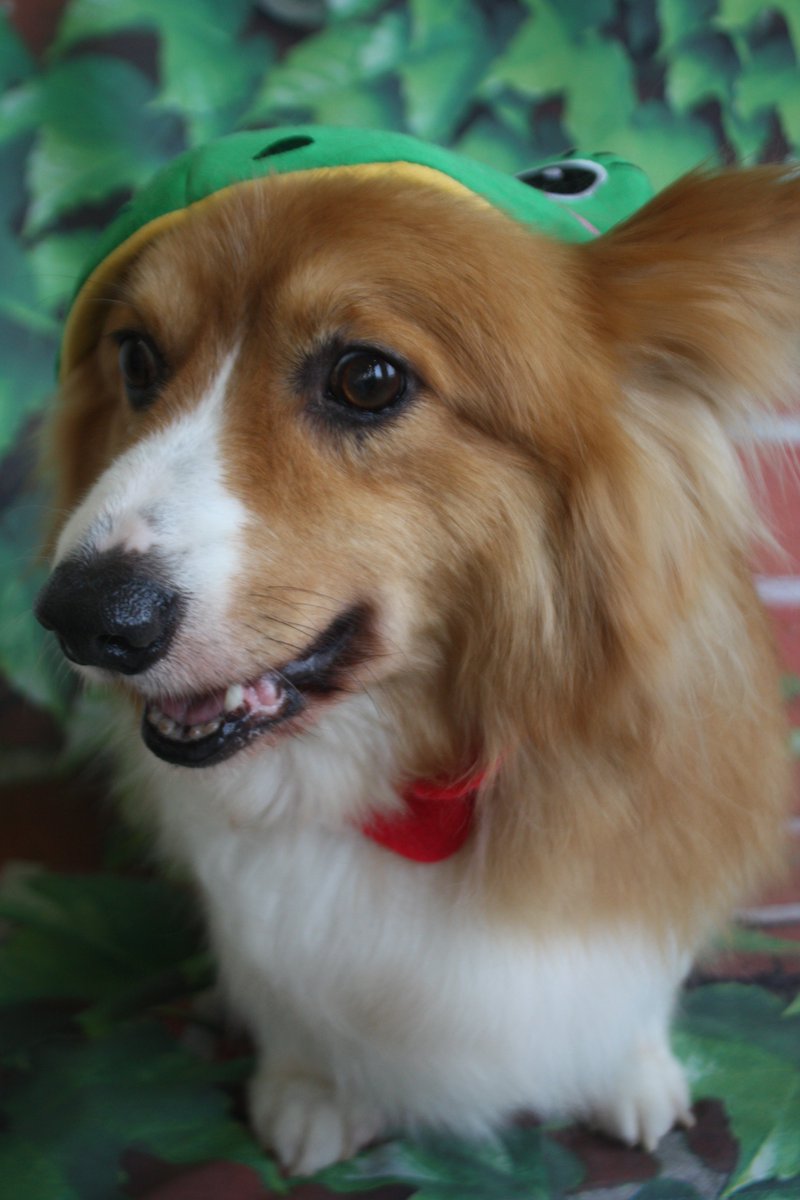 kaito_ango's tweet photo. It is International corgi day on 4th June. https://t.co/aSvlXu77PB