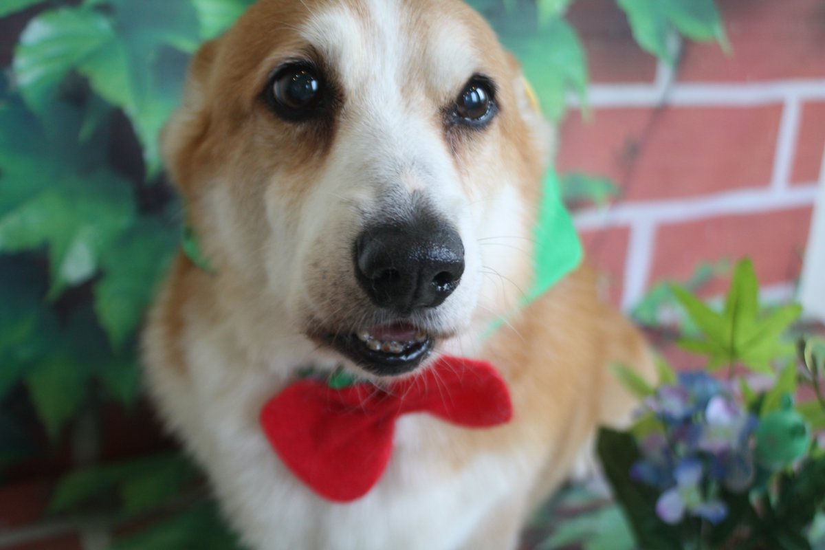kaito_ango's tweet photo. It is International corgi day on 4th June. https://t.co/aSvlXu77PB