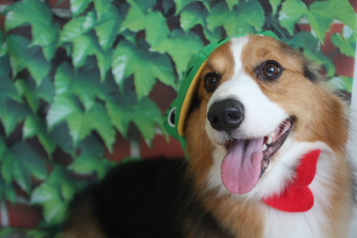 kaito_ango's tweet photo. It is International corgi day on 4th June. https://t.co/aSvlXu77PB