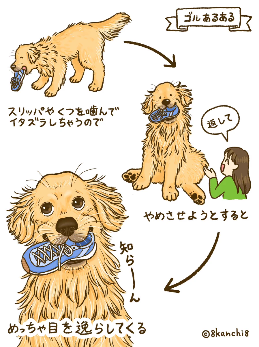 かんち（8kanchi8）@書籍『今日もゴールデンレトリバーに癒されて
