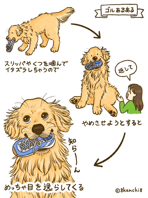 イタズラすると全然目を合わせない👀
#ゴルあるある 