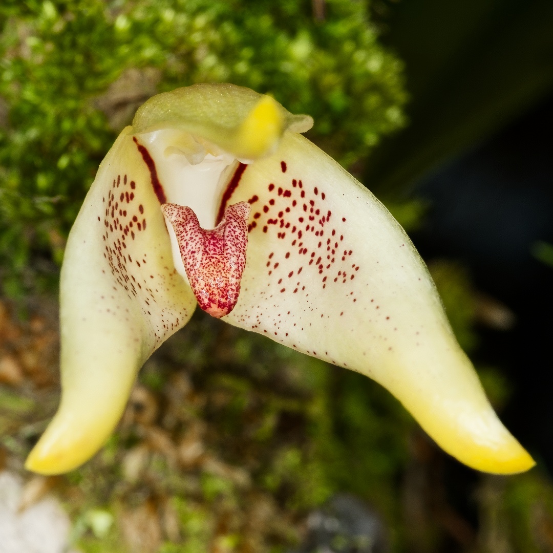 orchidsofkurt's tweet photo. A likely undescribed Bulbophyllum species from section Brachypus just bloomed again in my garden for the first time in about 15 years. I've had it for longer than that, but I nearly killed it a few times. I finally figured it out, and it's growing well again — which is incredibly fortunate, as I've not seen another plant like it!

The flowers of this species are visually very similar to those of B. cerinum and B. katjae, but differ in their significantly larger size. It is also unique within the section in having an arched lower side of the column.

While the plants are also similar in habit to those in section Lepidorhiza (smaller in overall size), the inflorescences carry only a single flower. This is another section of Bulbophyllum in which nearly all of the 21 known species are native to New Guinea (20 of them).
°
°
#nature is my #garden with all the #amazing #tropical #orchids, #plants and #flowers of Papua New Guinea! 🌺🌿🇵🇬