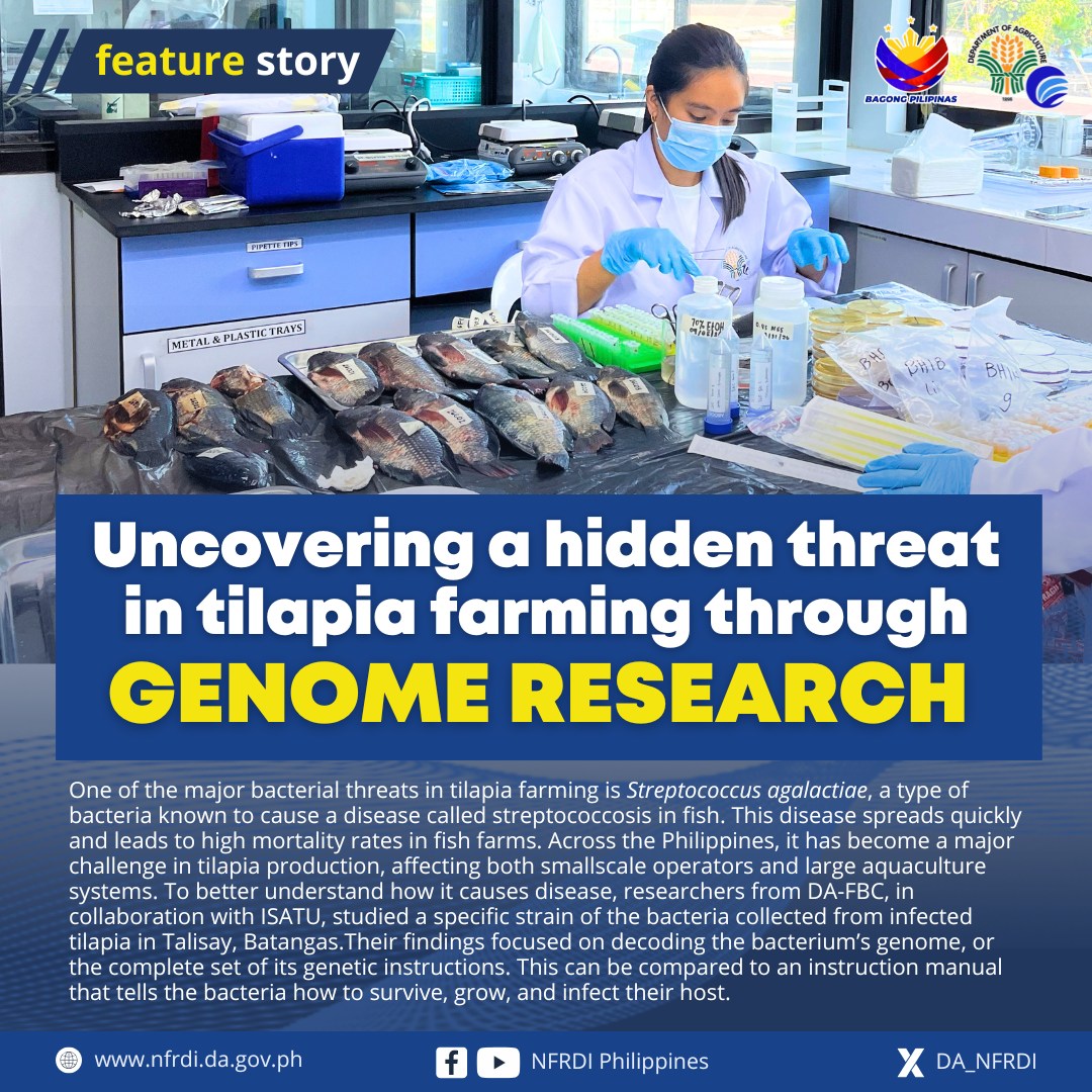 DA_NFRDI's tweet photo. #TilapiaDisease || One of the major bacterial threats in tilapia farming is 𝘚𝘵𝘳𝘦𝘱𝘵𝘰𝘤𝘰𝘤𝘤𝘶𝘴 𝘢𝘨𝘢𝘭𝘢𝘤𝘵𝘪𝘢𝘦, a type of bacteria known to cause a disease called streptococcosis in fish. This disease spreads quickly and leads to high mortality rates in fish farms... https://t.co/jo3y3lS61q