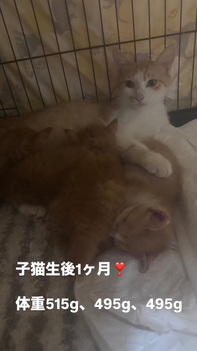 marron35877's tweet photo. 子猫、昨日で1ヶ月になりました！ https://t.co/lq2kL7ALNr