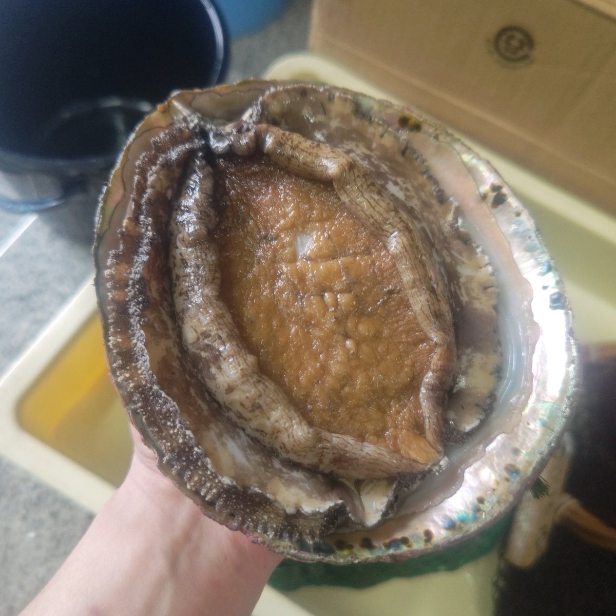 Monster888's tweet photo. ボス級漁獲成功！！しかし傷つけてしまったので超残念(^_^;)　台風過ぎたから次の漁が楽しみ!!! https://t.co/42DO2MMaog