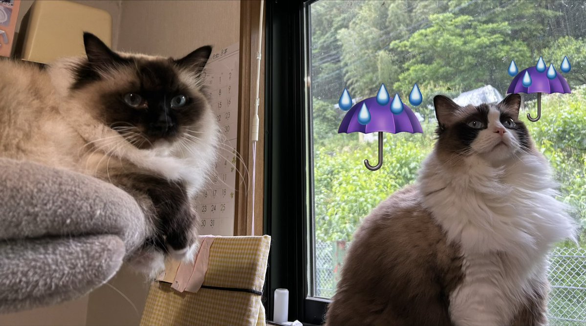 ochi5coco's tweet photo. #猫
#ラグドール
雨風強かったけど🌬️ぶどう🍇にも台風🌀の影響ほとんど無くて良かった😮‍💨 https://t.co/Pa9o87gRds