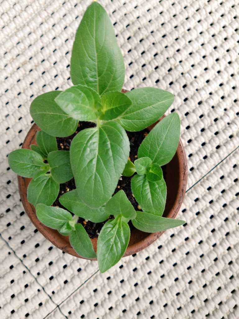ひまわり観察日記🌻2026 種蒔きから33日目 生長して窮屈になってきた鉢