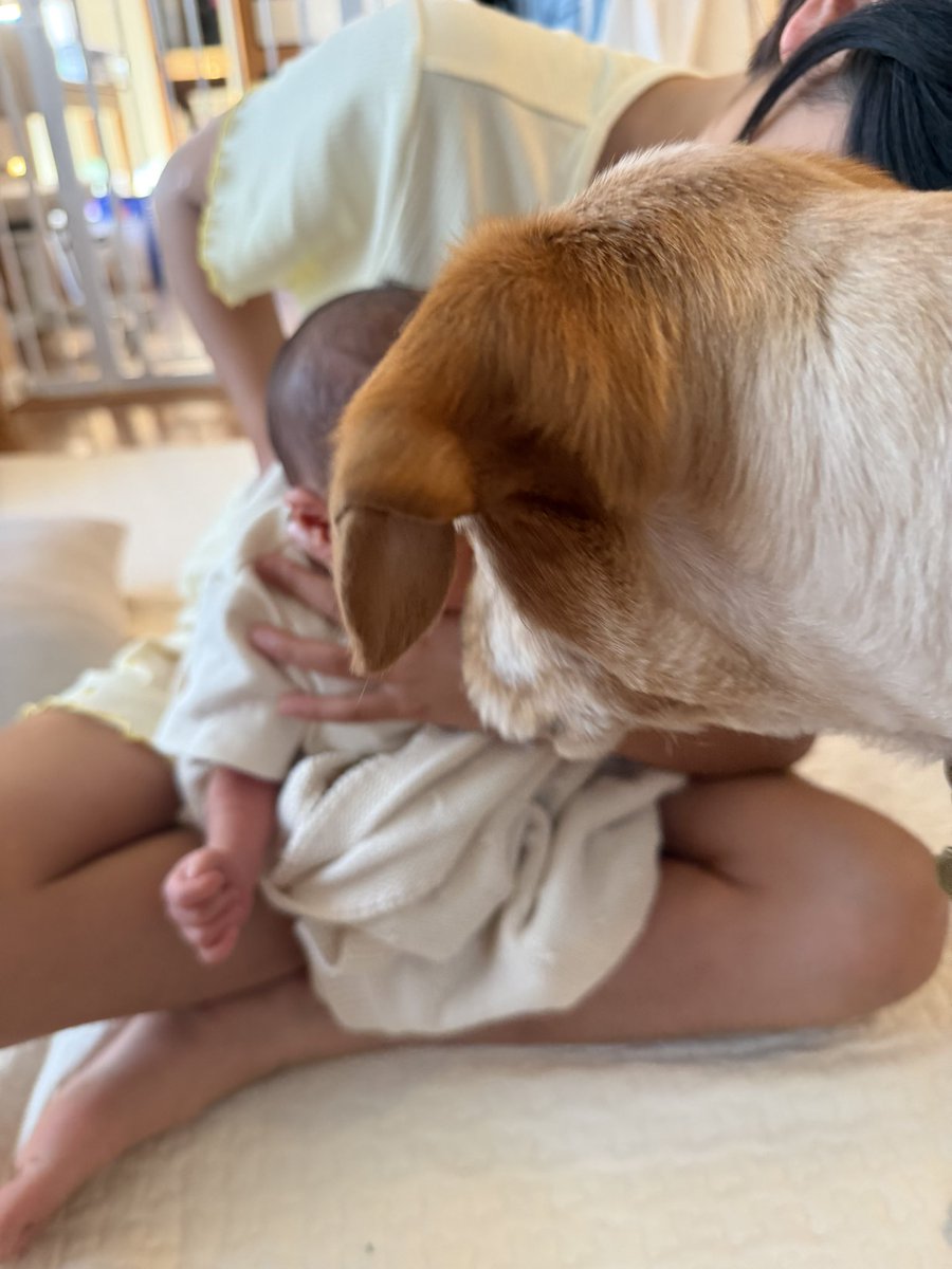 shimodacleaning's tweet photo. 思ってたより、新生児かわいい👶🏻
もちろん👧🏻と🐶も安定のかわいい♡

けど、仕事も同じくらいかわいい🤓
よくばりだけど全部大事に育てるんだ‼️

繁忙期前の新規お問い合わせ爆増中💓
クライアントさんの期待に応えられるようにがんばる💪 https://t.co/BQFQ0Z4eTh