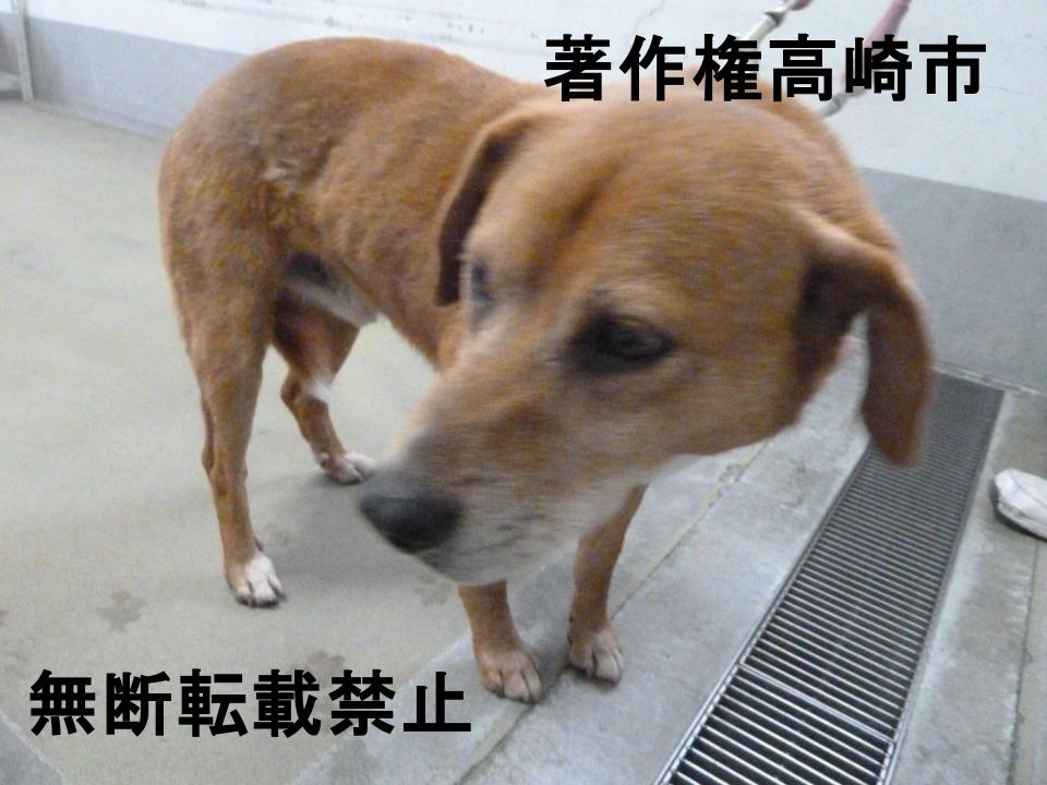 takasaki_city's tweet photo. 【迷い動物情報】
収容場所：倉渕町三ノ倉
収容日：令和8年6月2日
犬種・毛色：雑種・茶
推定年齢：6才
性別：オス
備考：首輪無し、マイクロチップなし
お心当たりのある方は当センターまでご連絡ください。
https://t.co/0mILd6qz8y
【生活衛生課動物愛護センター】 https://t.co/vwKdUjgrOz