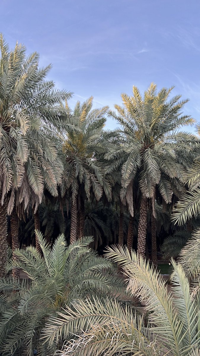 dooja_i's tweet photo. ولكني أَحِنُّ إلى النّخيلْ🌴 https://t.co/a8jzSZFDv8