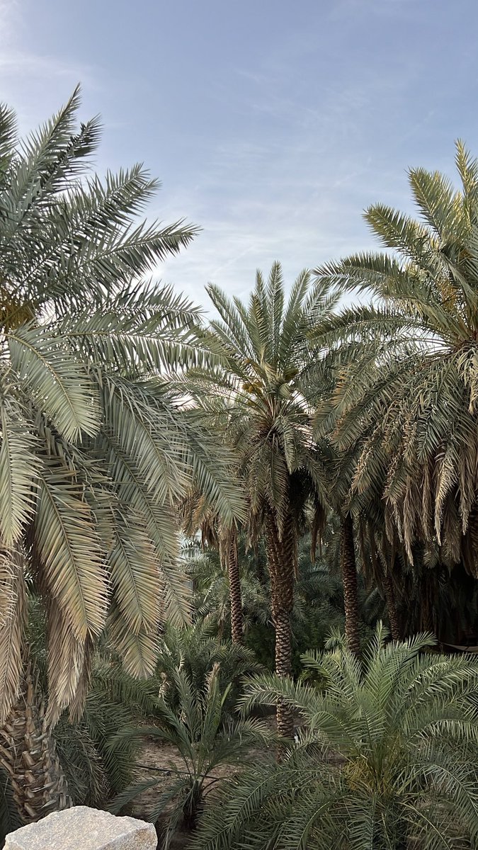 dooja_i's tweet photo. ولكني أَحِنُّ إلى النّخيلْ🌴 https://t.co/a8jzSZFDv8